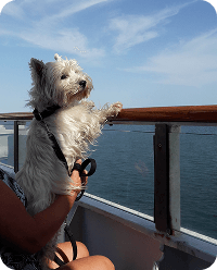 A small white-haired dog stares exictedly at the sea from the deck of a ferry.
