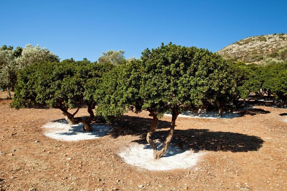 δέκα πράγματα Χίος