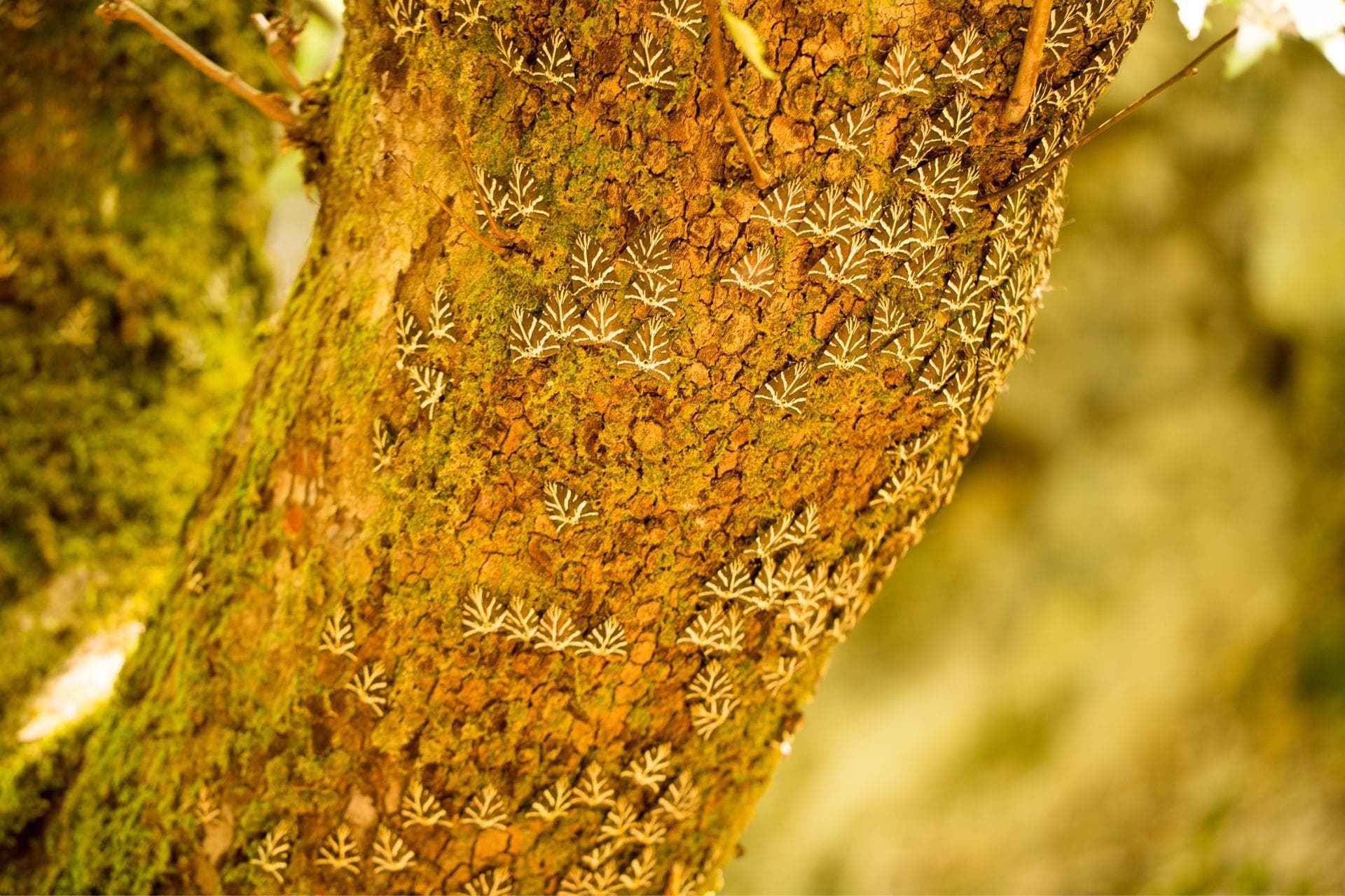 Valle delle Farfalle Rodi: un angolo segreto dell’isola