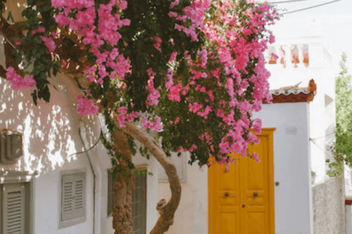 Γραφικό σοκάκι στην Ύδρα με ανθισμένη βουκαμβίλια και γαϊδουράκια