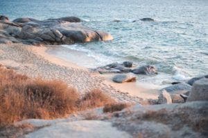 beach with brown bush 