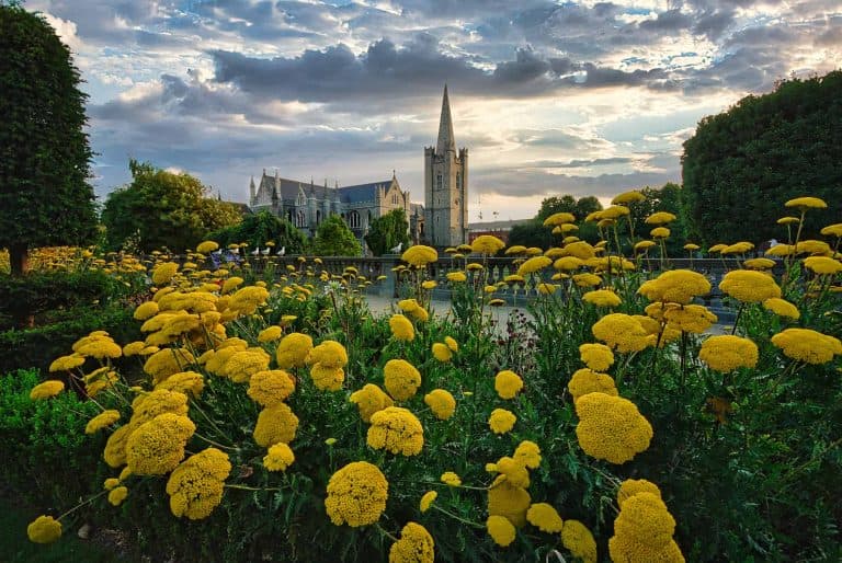 Malerischer Blick auf den St. Patrick’s Park in Dublin, Irland, mit leuchtend gelben Blumen und der St. Patrick’s Cathedral im Hintergrund.