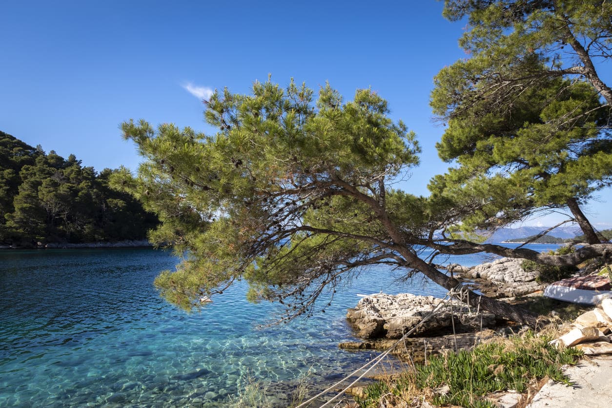 Tirkizno plavo more s kamenom obalom i zelenim drvećem na otoku Mljetu.