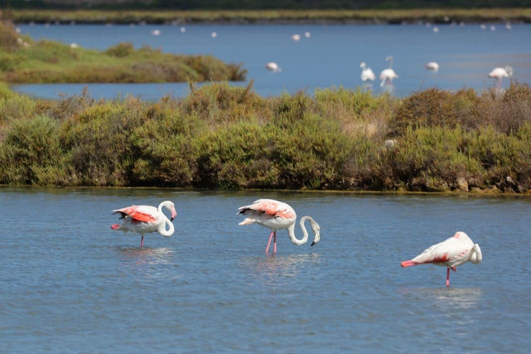 Flamingosi u parku prirode Ses Salines na otoku Ibizi u Španjolskoj.