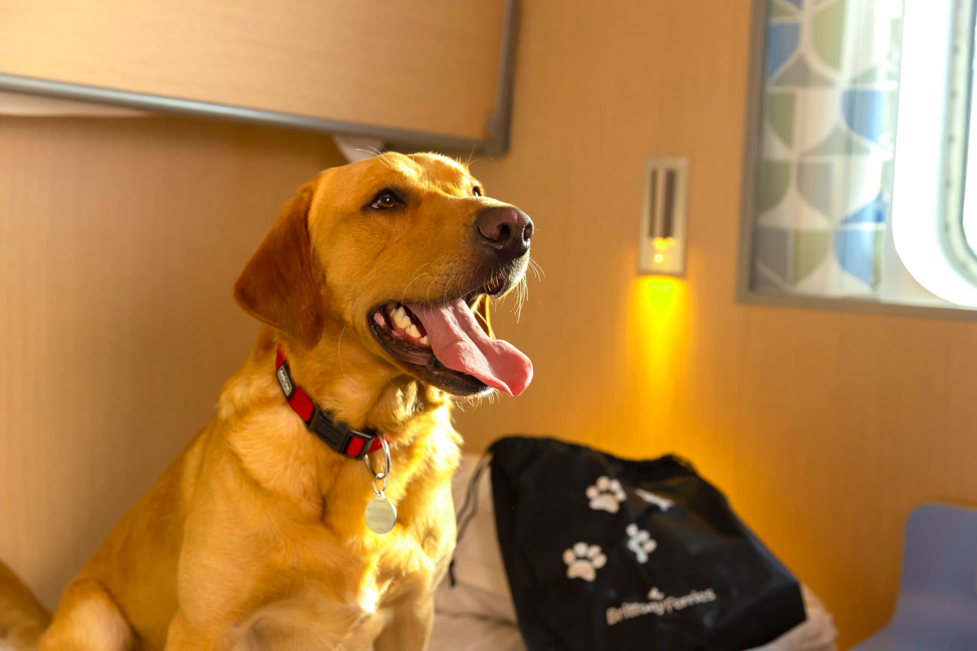 Golden retriever in a pet-friendly cabin on the Salamanca ferry.
