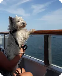 En liten vit hund tittar entusiastiskt ut mot havet från färjans däck.