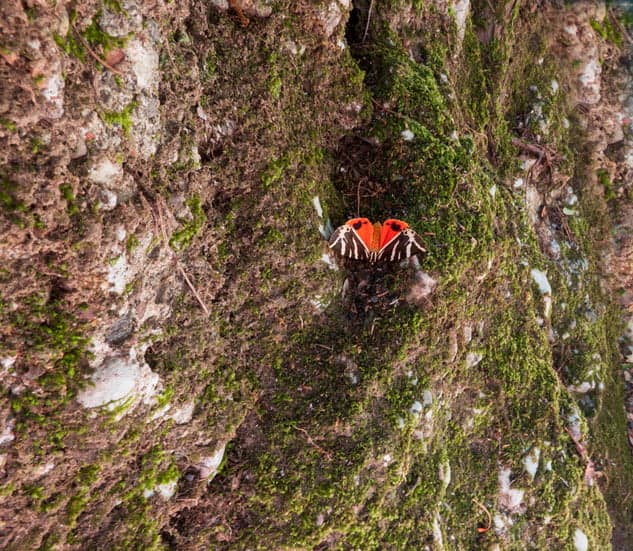 Farfalla della specie Panaxia Quadripunctaria