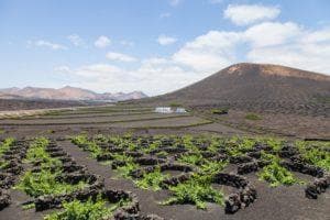 Weinreben Lanzarote
