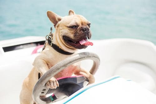 Dog at the steering wheel of a boat