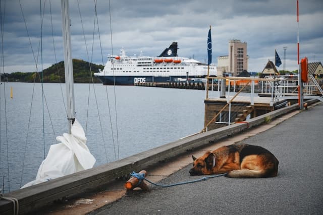 Cane pastore tedesco sdraiato sul molo, legato con un guinzaglio blu, mentre sullo sfondo si intravede un traghetto della compagnia DFDS