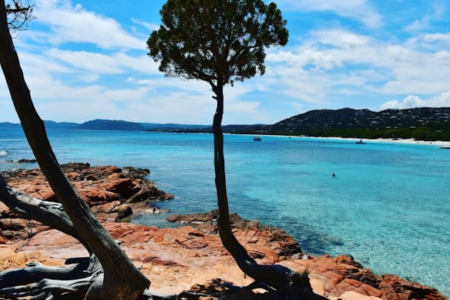 Vista sul mare turchese e le rocce rosse della spiaggia di Palombaggia, in Corsica, con albero in primo piano.
