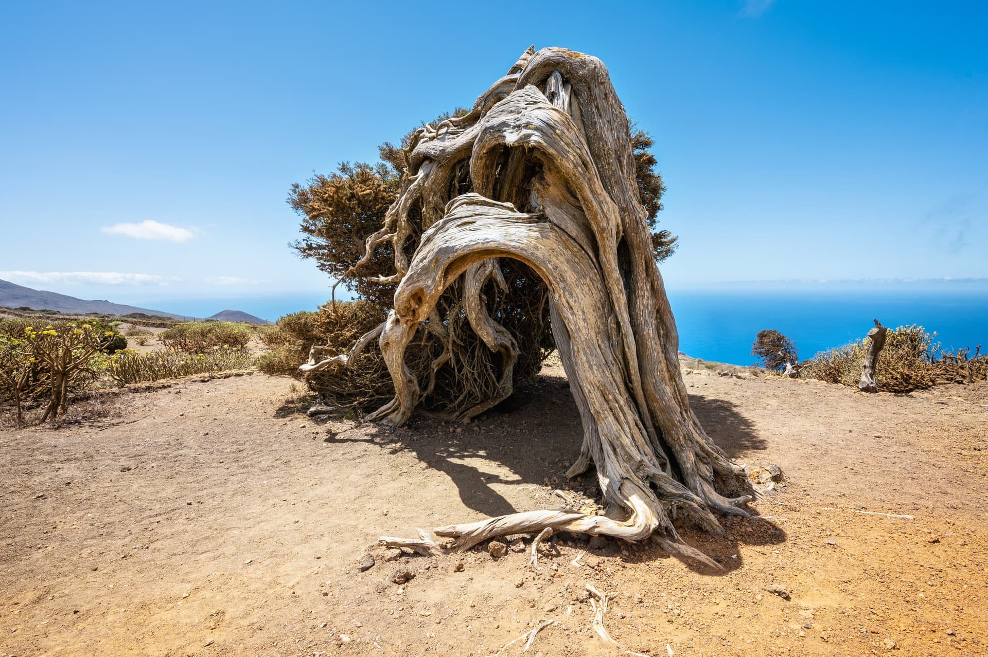 El Hierro, arbol garoe
