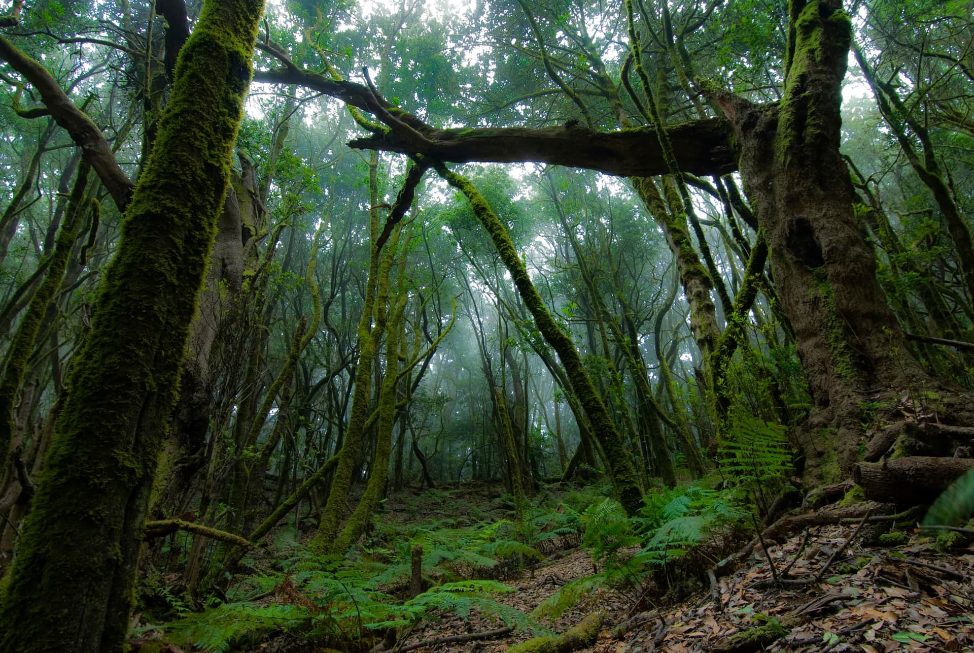 El Hierro bosque
